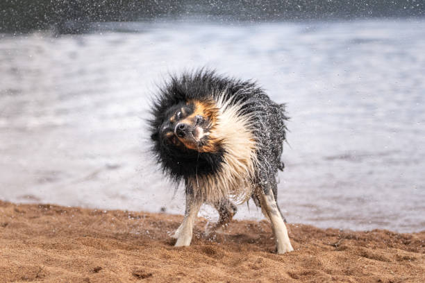 Border collie shaking off water on the beach while standing in the sand