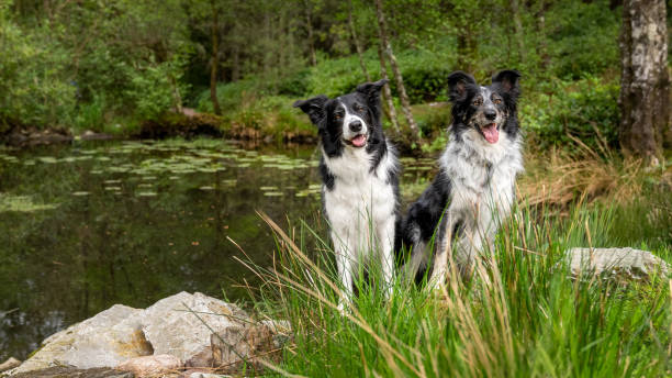 istock Two border collies sittting near a pond 2159353880