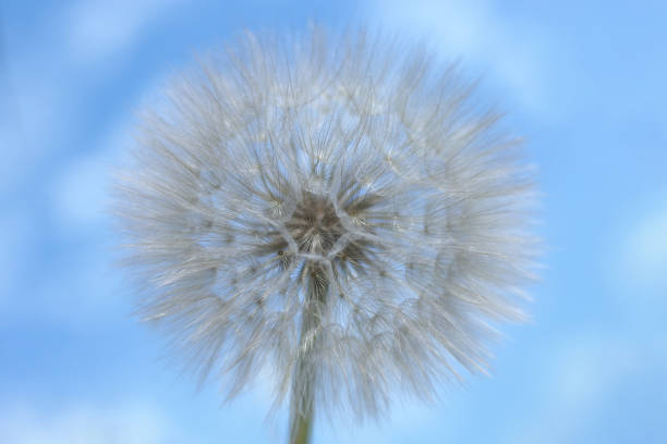 Dandelion on a background of bright sky. Dandelion abstract background. Freedom to Wish.  Shallow depth of field. Abstract dandelion flower background. Seed macro closeup.