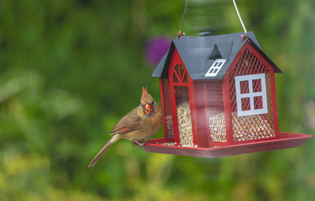 istock Female Cardinal At The Feeder 2159354213