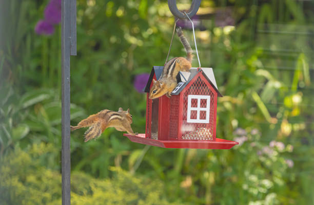 Chipmunks At The Bird Feeder