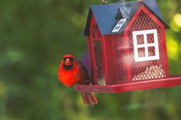 istock Northern Cardinal AT The Feeder 2159354267