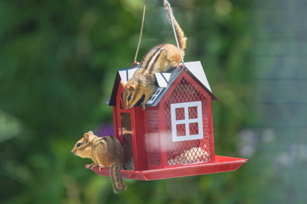 istock Chipmunks At The Bird Feeder 2159354311