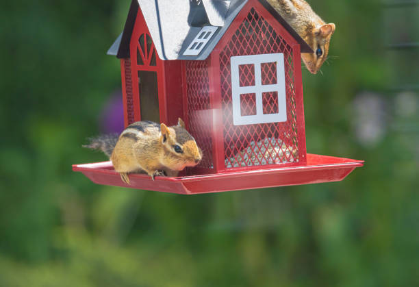istock Chipmunks At The Bird Feeder 2159354335