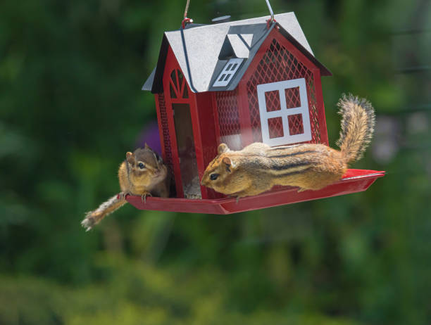 istock Chipmunks At The Bird Feeder 2159354336