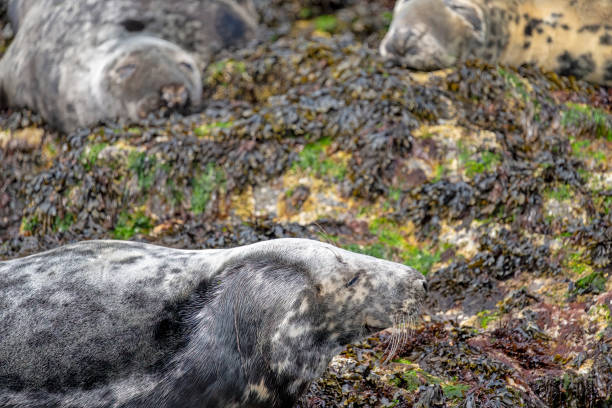 Grey seals resting on the rocks near Inner Farne.