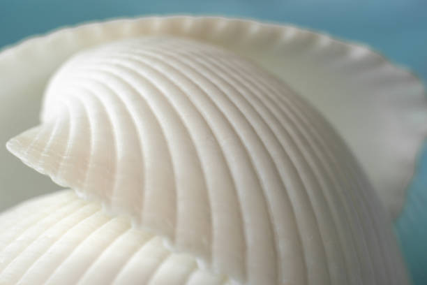 istock sea abstract blue background with a part of shell 2159354857