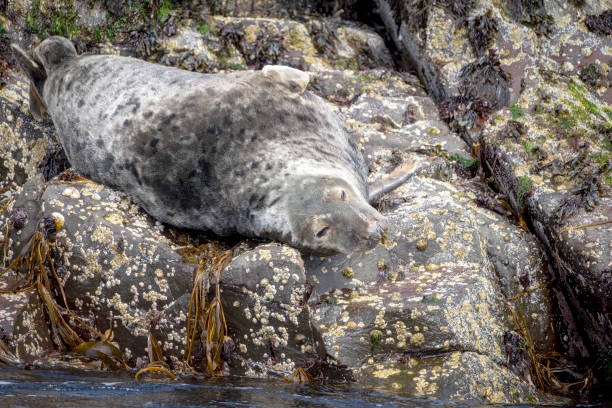 Grey seal resting on the rocks near Inner Farne.