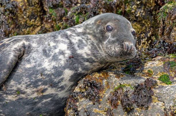 istock Grey seal resting on the rocks near Inner Farne. 2159355584