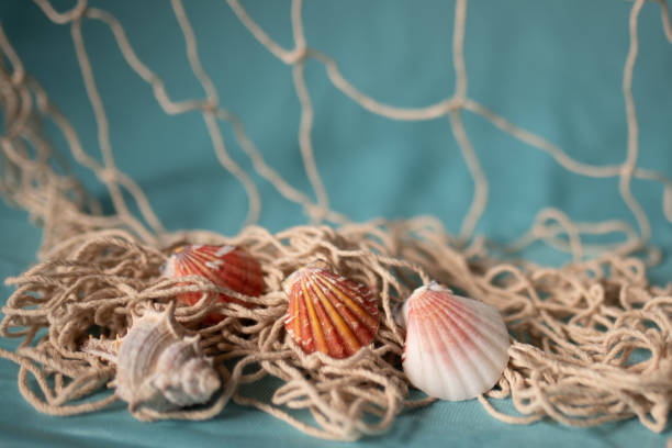 istock sea abstract blue background with a part of shell 2159355672
