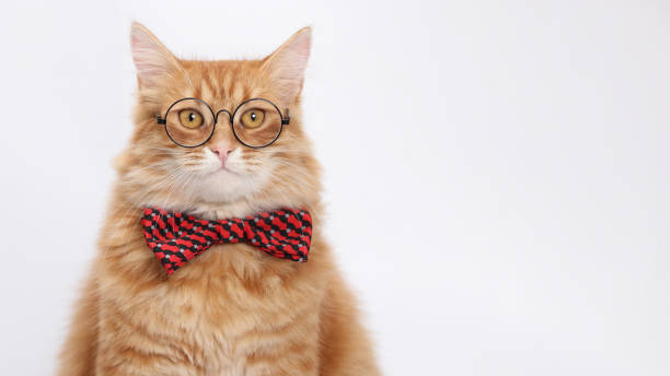 istock Orange cat wearing glasses and a red bow tie 2159355841