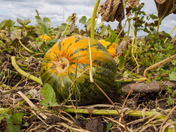 istock Ripe autumn pumpkins on a bed growing in a vegetable garden selective focus 2159356031