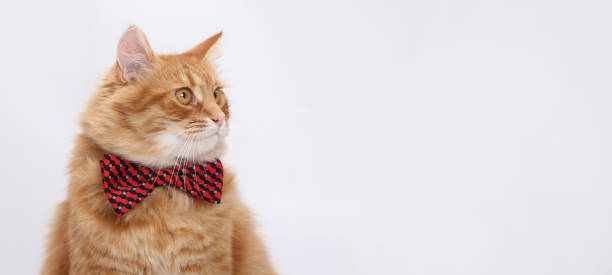 istock Orange cat wearing red bow tie, looking to the side. 2159356181
