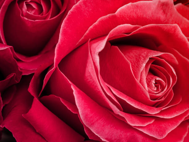 istock Pink rose flower bud close-up macro 2159356591