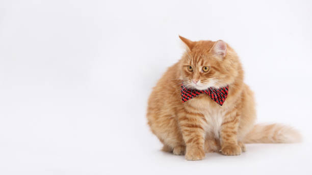 istock Orange cat wearing red bow tie, looking to the side. 2159356613