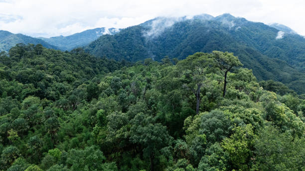 istock Aerial top view forest green tree fog, Rainforest ecosystem and healthy environment background, 2159356620