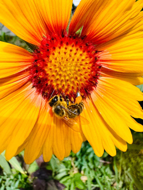istock Bee Collecting Nectar from a yellow flower 2159356824