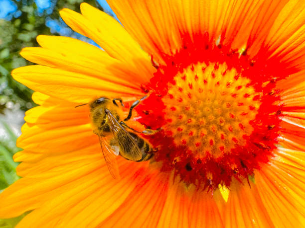 istock Bee Collecting Nectar from a yellow flower 2159356827