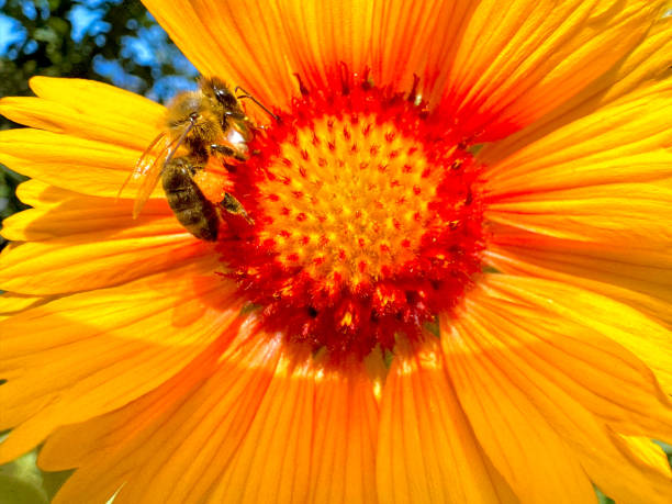 istock Bee Collecting Nectar from a yellow flower 2159356828