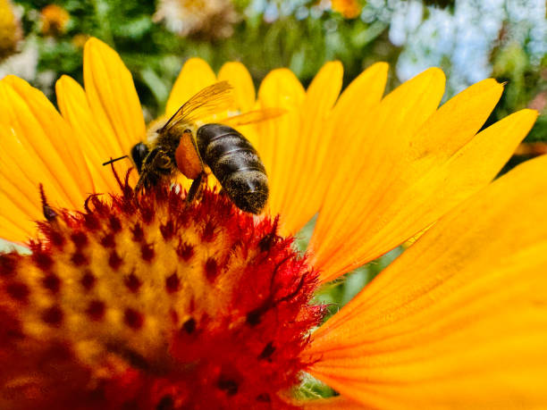 istock Bee Collecting Nectar from a yellow flower 2159356835