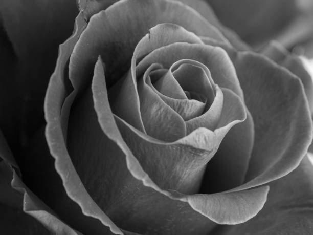 istock Pink rose flower isolated on background 2159356838