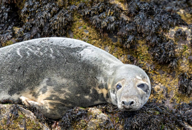 istock Grey seal resting on the rocks near Inner Farne. 2159358370