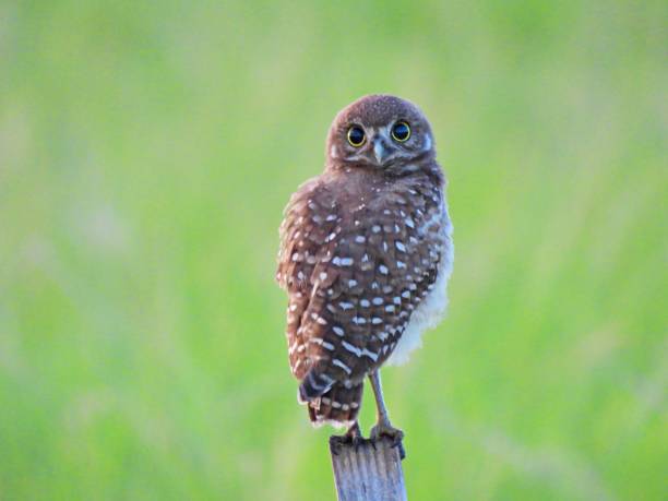 istock Burrowing Owl (Athene cunicularia) - owlet perched on a wood post 2159358432