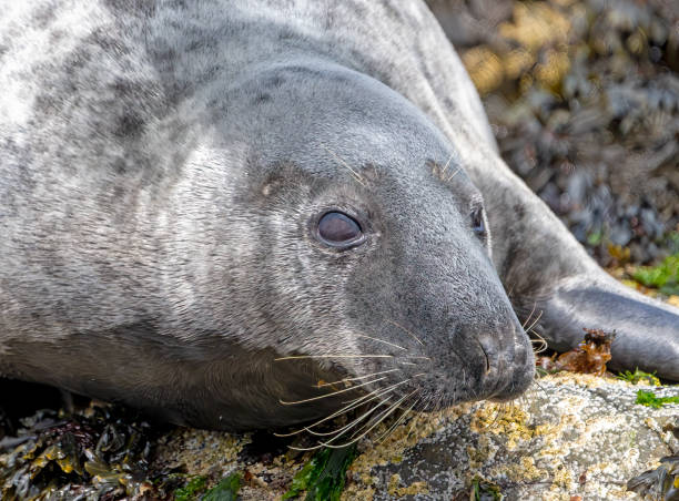Grey seal resting on the rocks near Inner Farne.