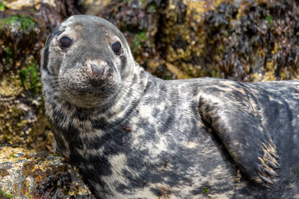 Grey seal resting on the rocks near Inner Farne.