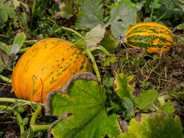 istock Ripe autumn pumpkins on a bed growing in a vegetable garden selective focus 2159358520