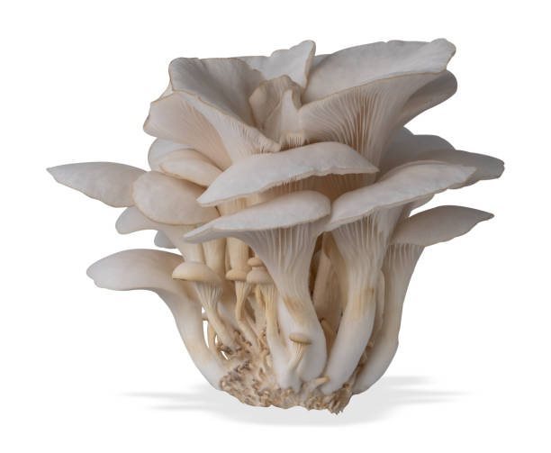 istock Isolated oyster mushroom cut out on white background. 2159359197