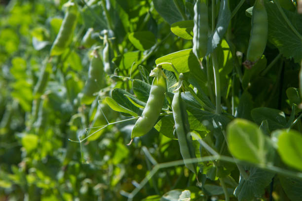 Mangetout, Chinese snow peas, pea Carouby de Maussane or mange tout growing in a garden, UK