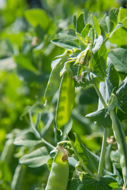 istock Pea plant with ripe pods visible 2159360772