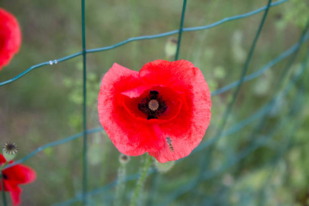 istock Poppy flowers blooming 2159360846