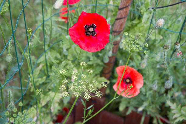 Poppy flowers blooming in a garden