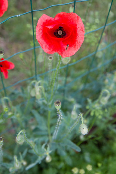 istock Poppy flowers blooming 2159360852