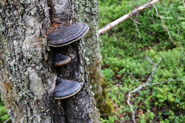 istock mushrooms growing on the trunk of trees 2159362005