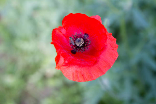 istock Poppy flowers blooming 2159362484