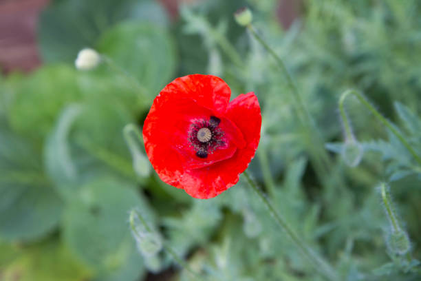 Poppy flowers blooming in a garden