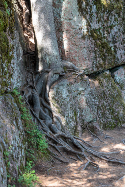 istock Powerful spreading tree roots from the ground, ancient forest, northern forest on rocks, care for the environment 2159362676