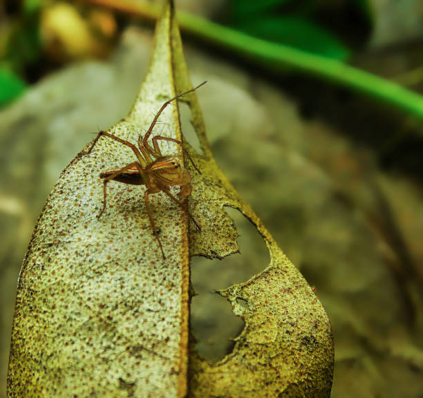 macro