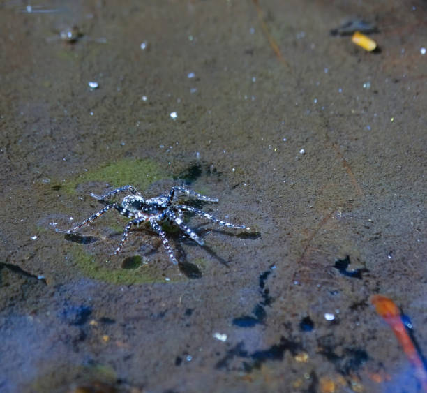 Water strider bug in pond