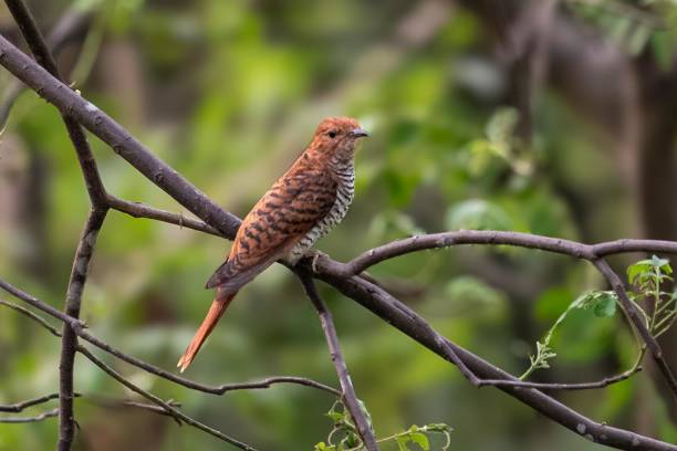 istock The grey-bellied cuckoo or the Indian plaintive cuckoo (Cacomantis passerinus) 2159363488