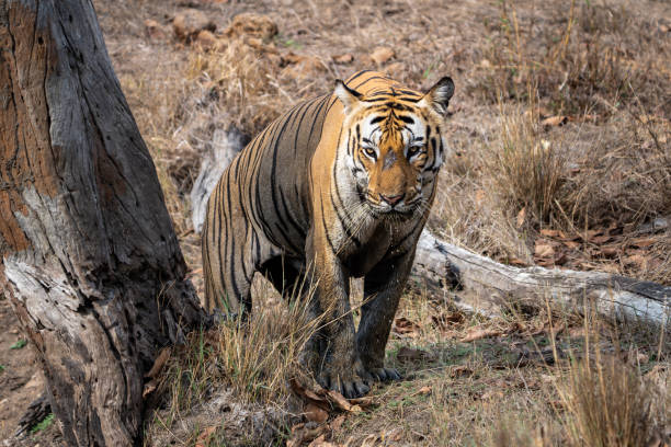 istock The Bengal tiger from Indian forests 2159363541