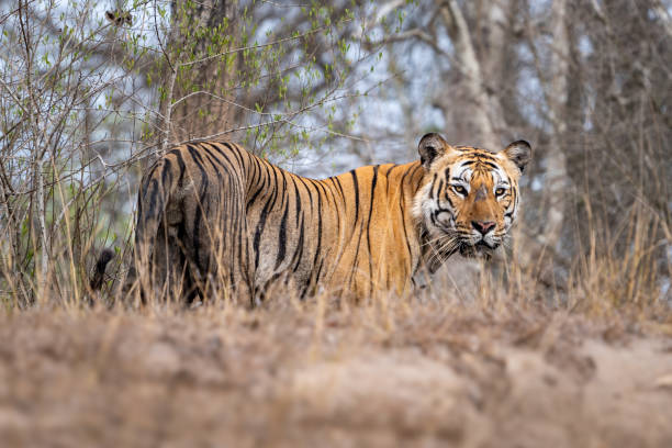 istock The Bengal tiger from Indian forests 2159363556