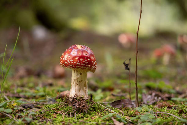 istock Forest Floor. Moss Texture Background. Woodland path close-up with mushrooms, cones, roots, pine needles. Top view. Atmospheric Nature. Ecology environment. Climate change. Earth Tones. Green lichen 2159363594