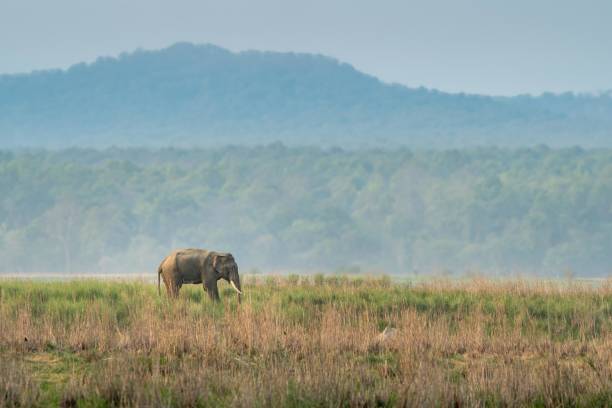 istock Asian Elephants forging in the forests of India 2159363631