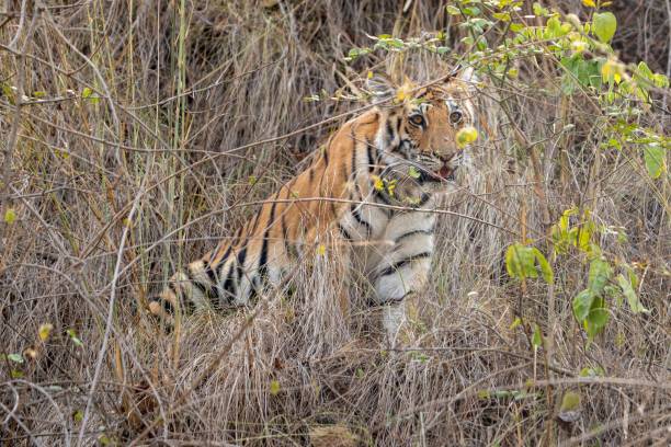 istock Tiger cub. The Bengal tiger from Indian forests 2159363640