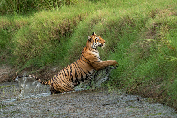 istock The Bengal tiger from Indian forests 2159363953