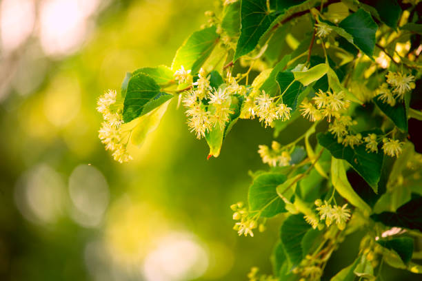 Branches of a blooming linden tree.